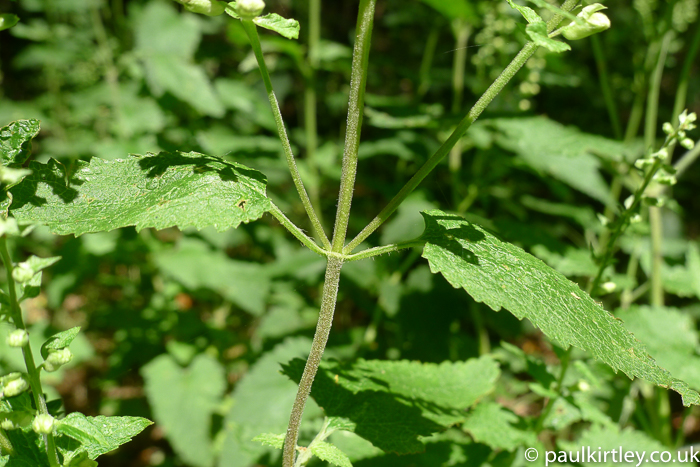 branched main stem of wood sage plant