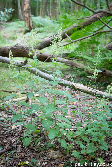 Upright plant a bit like a nettle but with light yellow flowers at top of stems