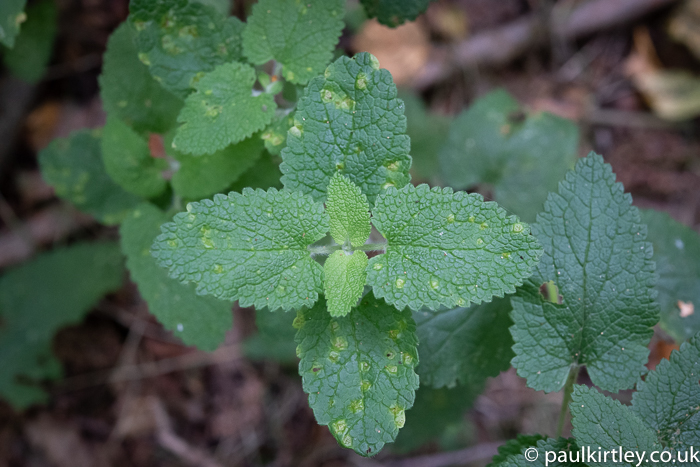 Plant with leaves in opposite pairs