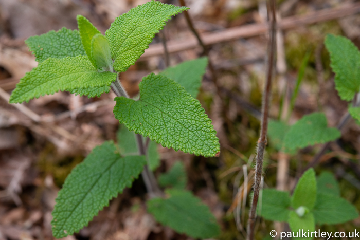 small nettle-like plant with wrinkly leaves and hairy stems