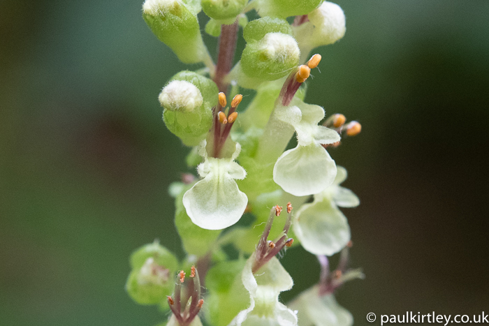 Detail of wood sage flower showing lower lip, stamens, filaments,  anthers