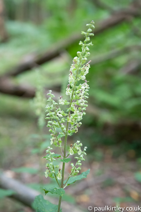 British woodland plant with unobtrusive yellow-green flowers