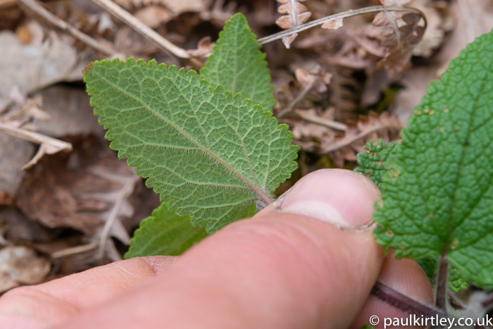 hairy, wrinkly leaf underside British woodland plant