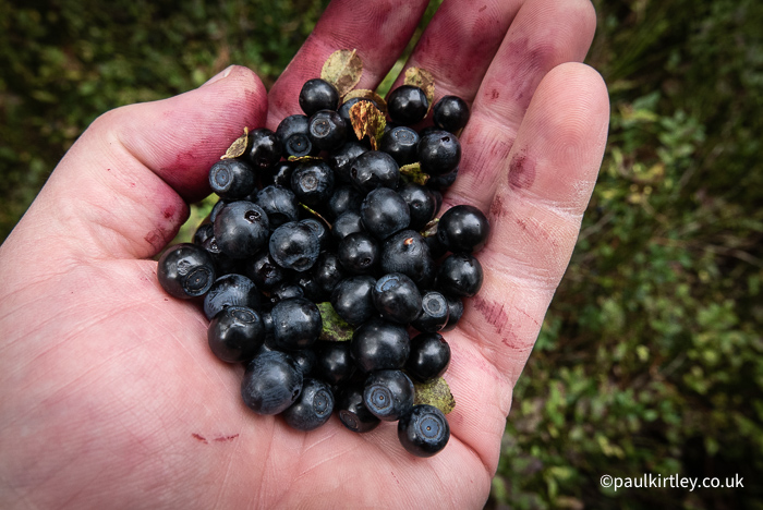 A man's left hand holding many blue berries (bilberries).