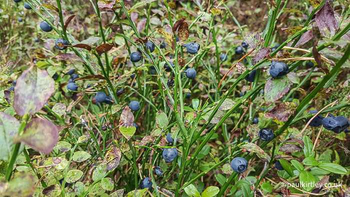 Bilberry bushes with abundant fruit found near to Loch Morlich, Scotland. 