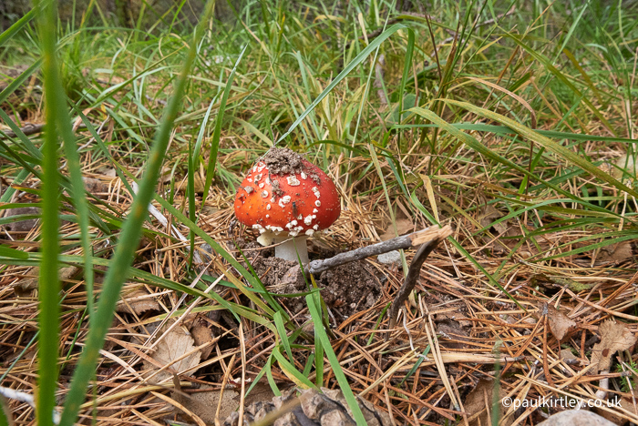 Red capped mushroom with white spots and white stem coming up through pine needles