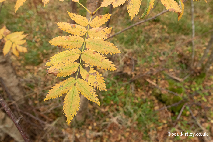 Pinnate compound tree leaf with six pairs of leaflets and one terminal leaflet.  Leaflets have serrated edges. Autumnal colouration of rich yellow. 