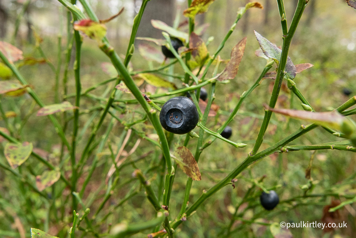 Bilberry fruit, a purple berry found on low-lying bushes, often under pine trees