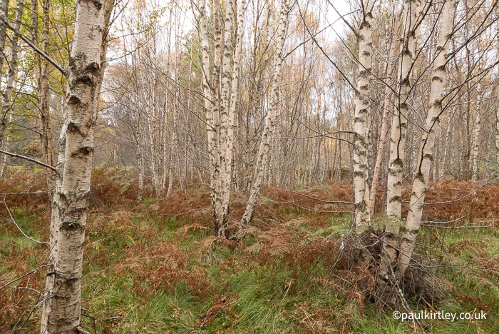 birch woodland near to Loch Morlich in Scotland