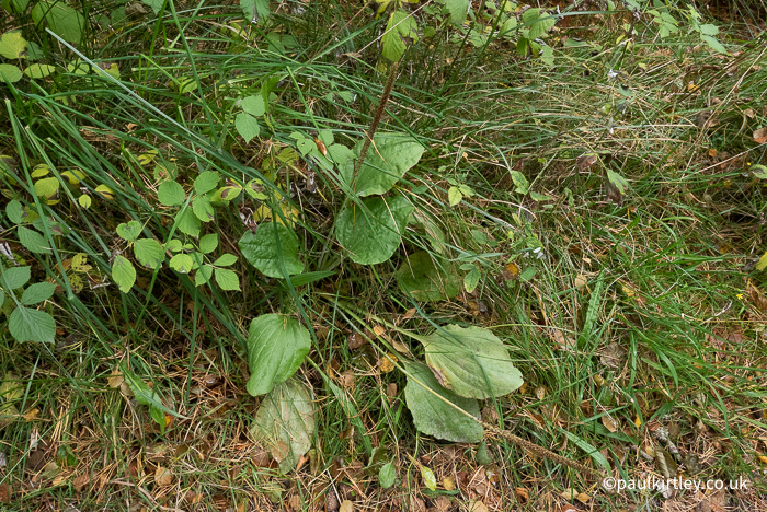 A number of plants on the ground including plantain