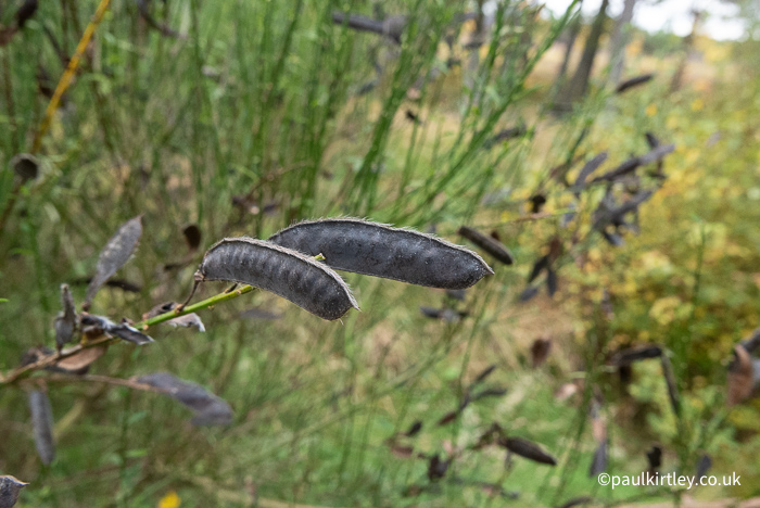 Black pods that look like pea pods or mangetout.