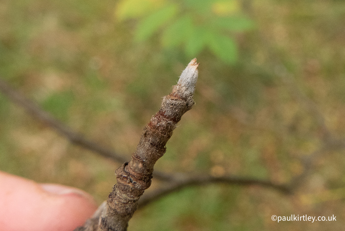 hairy bud on twig with many bud scars