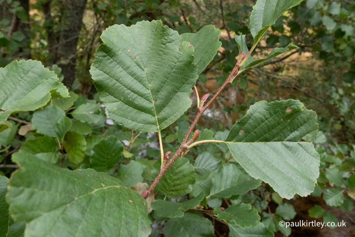 Glossy, rounded tree leaves, with dimple at the end. Common alder. 