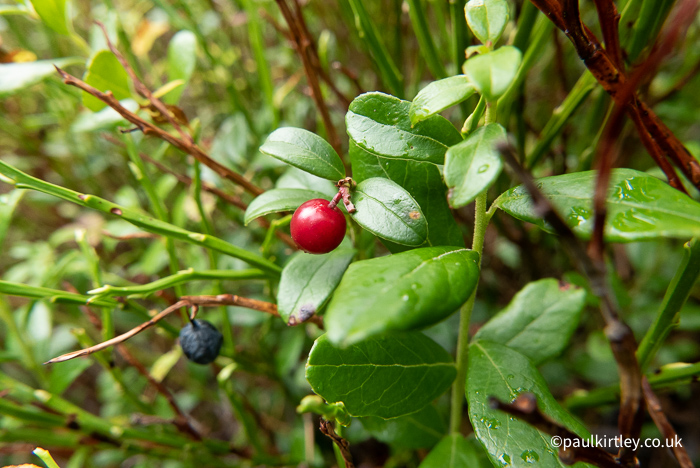 Red berry on a plant with shiny ovoid leaves in forest understorey (Vaccinium vitis-idaea)