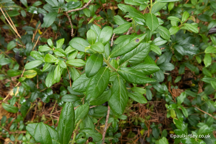 Cowberry plant with no berries