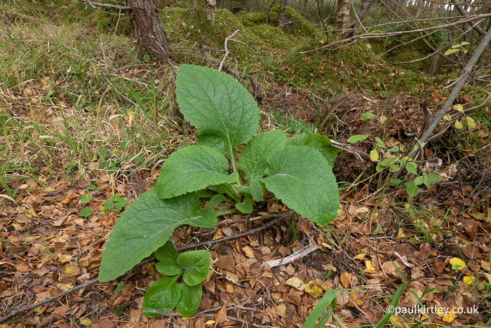 Large velvety green plant leaves that look a bit like comfrey