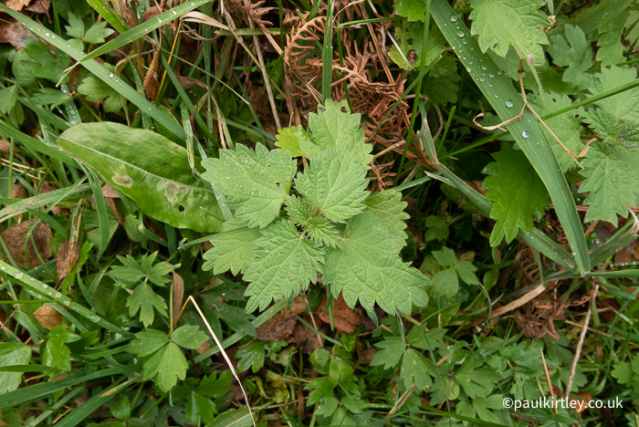 small nettle growth in October