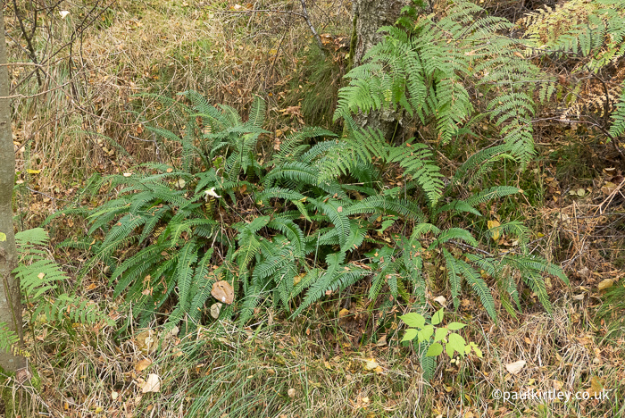 small shiny fern leaves