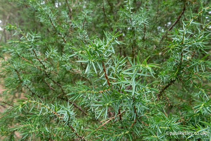 sharp, spikey foliage arranged in whorls of three with stomatal bands on the concave surface of the leaves (common juniper foliage).