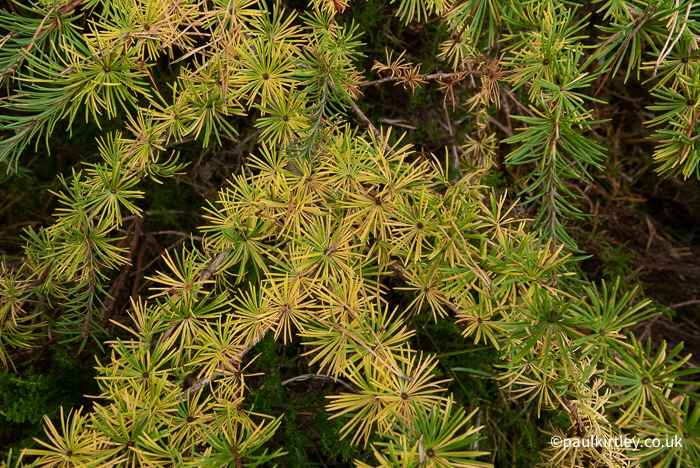 Bundles of needles that look like overused paintbrushes, emanating from woody stubs