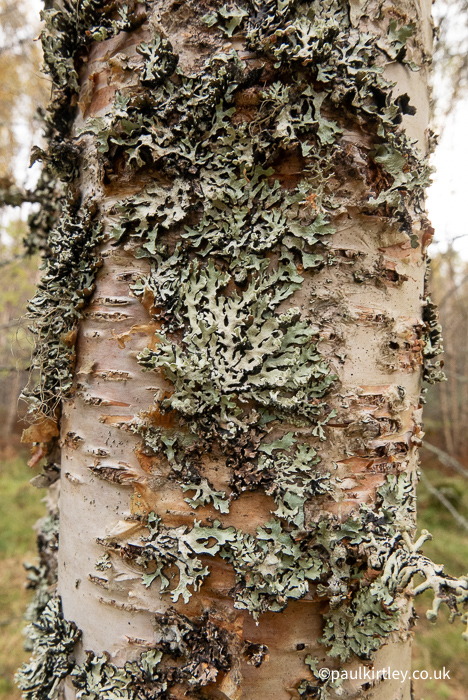 lichen growth on a silver birch tree. 