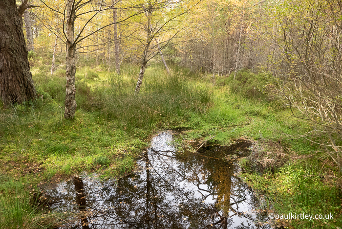 boggy woodland with sphagnum moss and soft rush