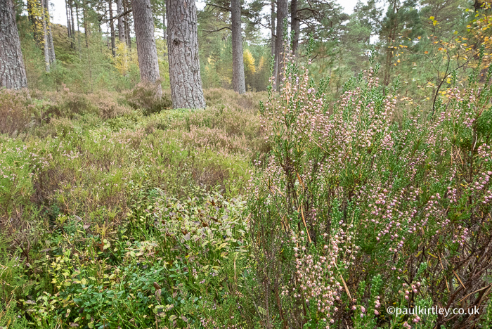 Pine forest with bilberry, cowberry and heather carpeting the forest floor next to one of the trails near Loch Morlich