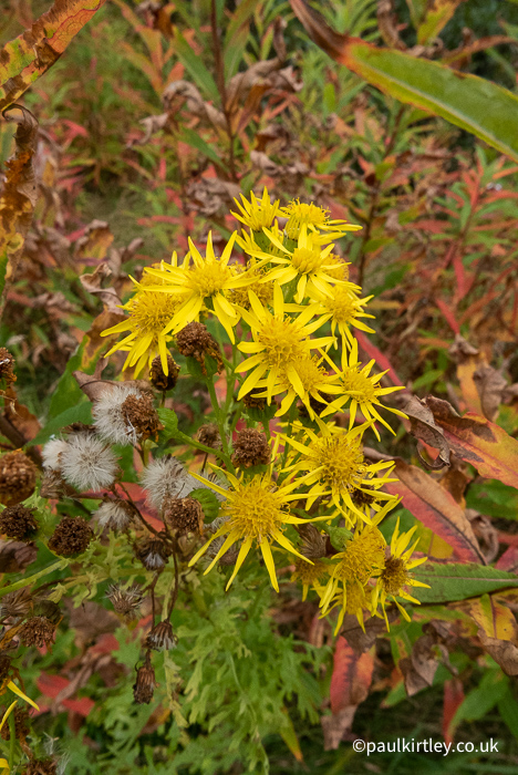 Yellow flowers that look a bit like daisy flowers.