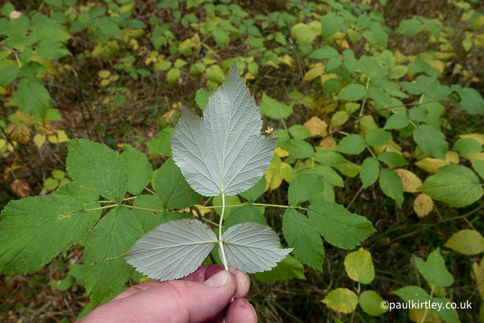 A leaf with a light greeny-grey underside. 