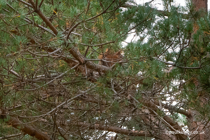 Red squirrel feeding on pine cones amongst branches of pine tree on southern shore of Loch Morlich