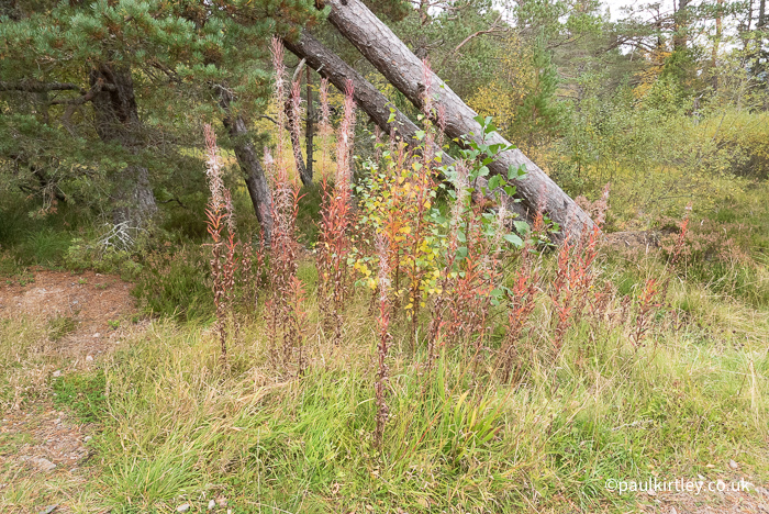 fireweed or rosebay willowherb with fluffy seeds