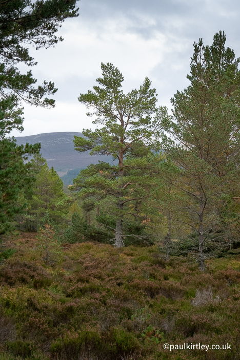 Classic view of a Scots pine spreading in a Caledonian Forest near to Loch Morlich