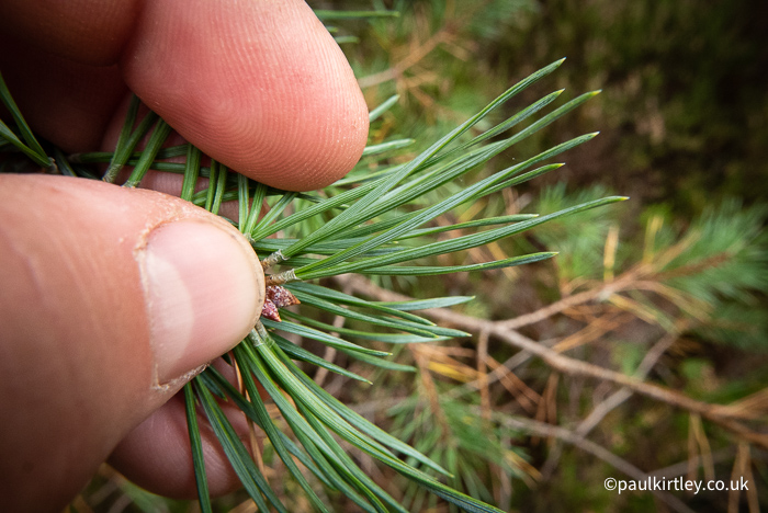 needles of a conifer in fascicles of two