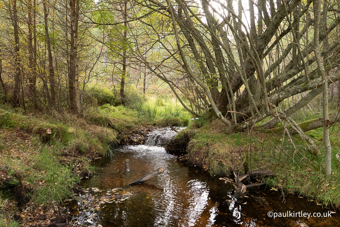 A stream flowing through a Scottish forest near to Loch Morlich with a range of tree and plant species around. 