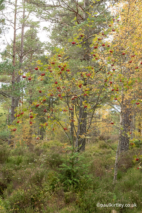 Rowan tree with berries in a Caledonian forest near to Loch Morlich