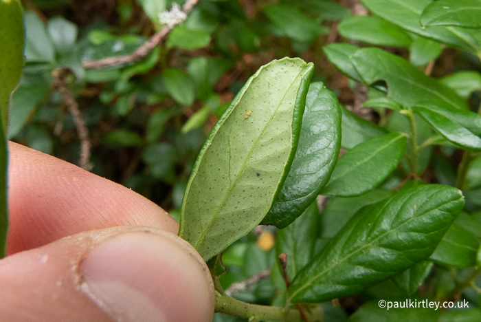 Underside of cowberry leaf