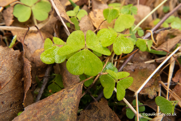 trifolate leaf structure of wood sorrel