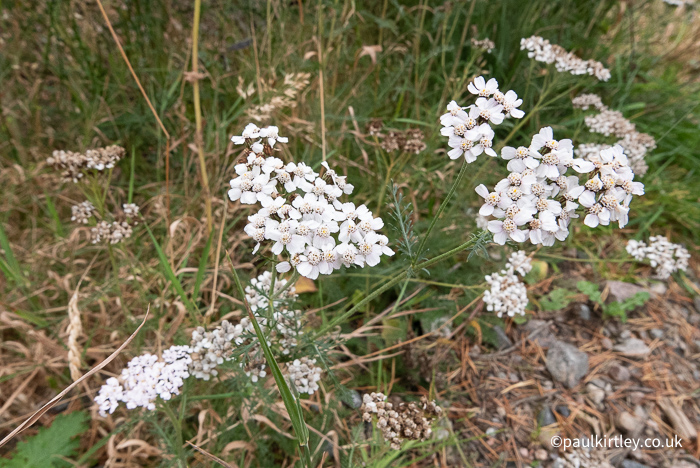 White rose-like flowers on small plant with lacy foliage. 