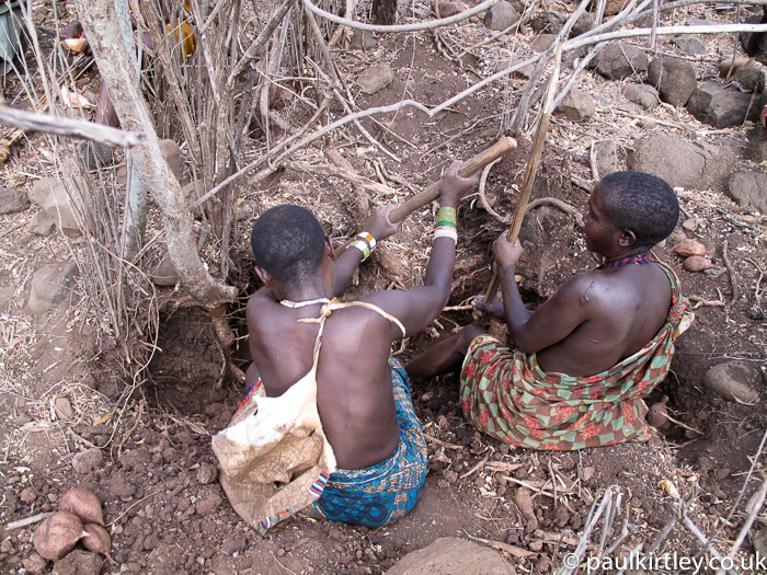 African hunter gatherer women digging with digging sticks