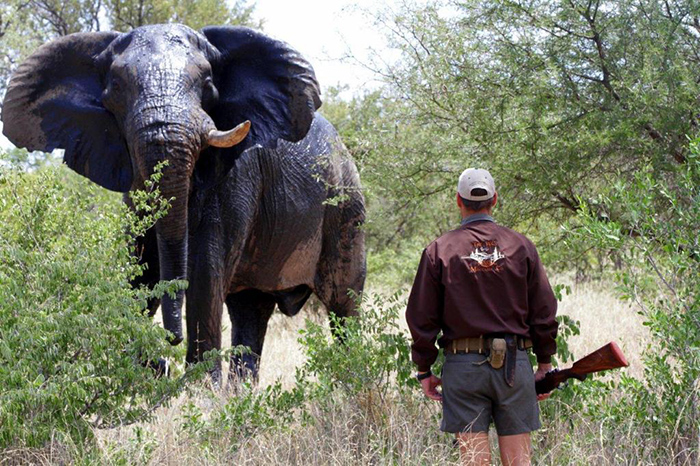Man standing facing a bull African elephant with ears flapping