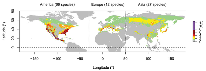 Map of the world with areas coloured to show distribution of pine species