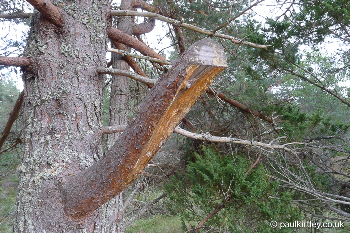 Caledonian Scots Pine tree with damage to a branch where it has been poorly cut. 