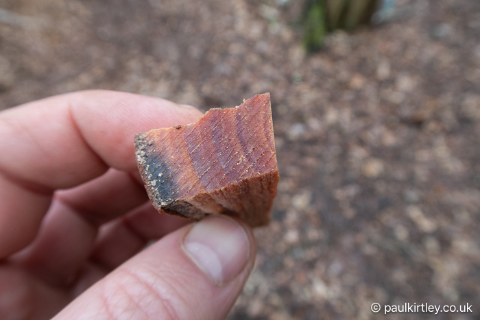 Hand holding a piece of pine wood that looks like it has been varnished on the end due to the dried resin content. 
