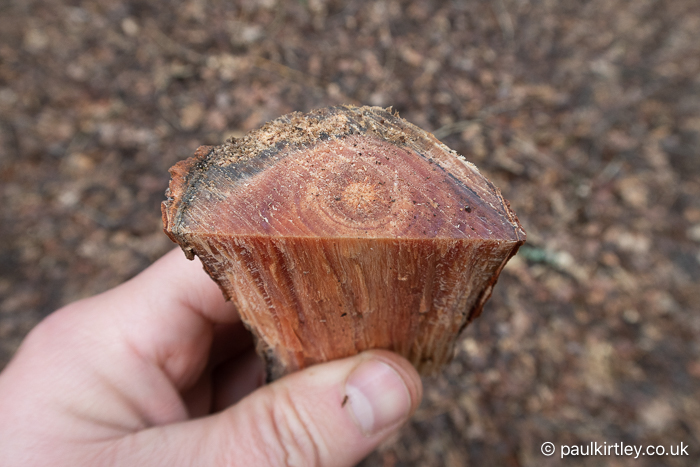 A section of a wrist-thick pine branch that has been split in half, disclosing rich orangey-red resin-infused wood inside. 