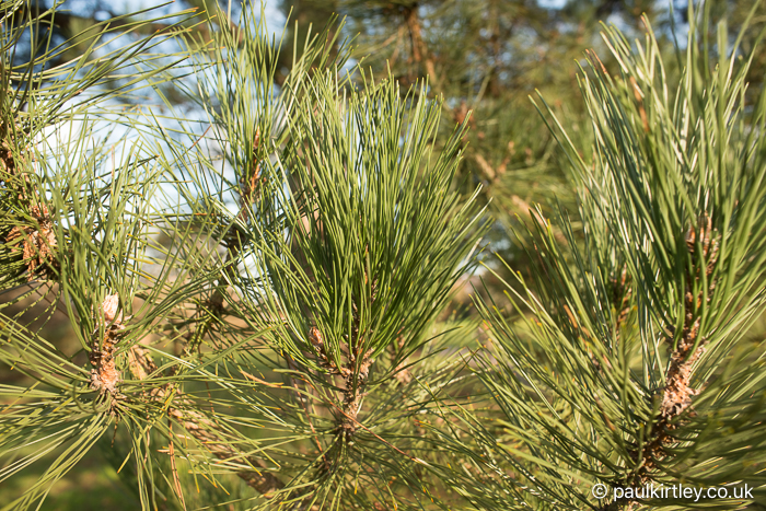 Medium length pine needles arranged in pairs, belonging to black pine, Pinus nigra.