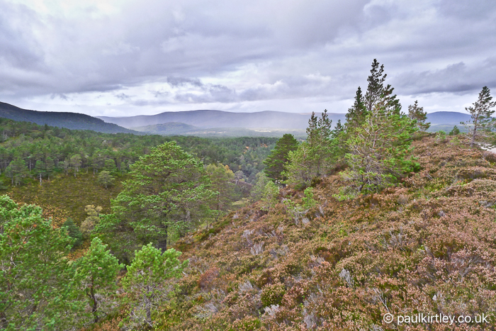 An outlook over a beautiful vista of Caledonian pine forest