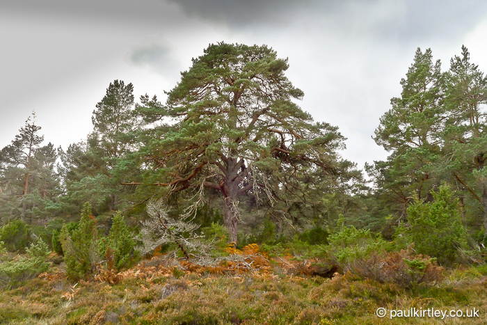 Old Caledonian Scots pine tree, with girthy trunk and wide spread of branches