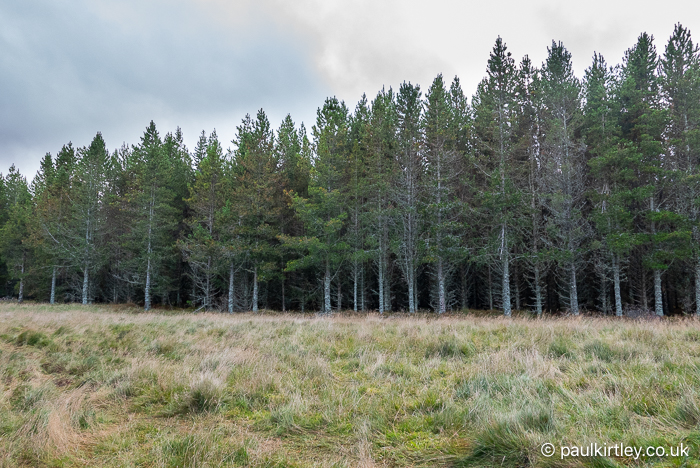 Regimented stand of lodgepole pine trees - Pinus contorta - in a plantation on an upland site in Scotland.