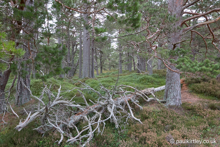 mature Scots pine forest with rich understorey