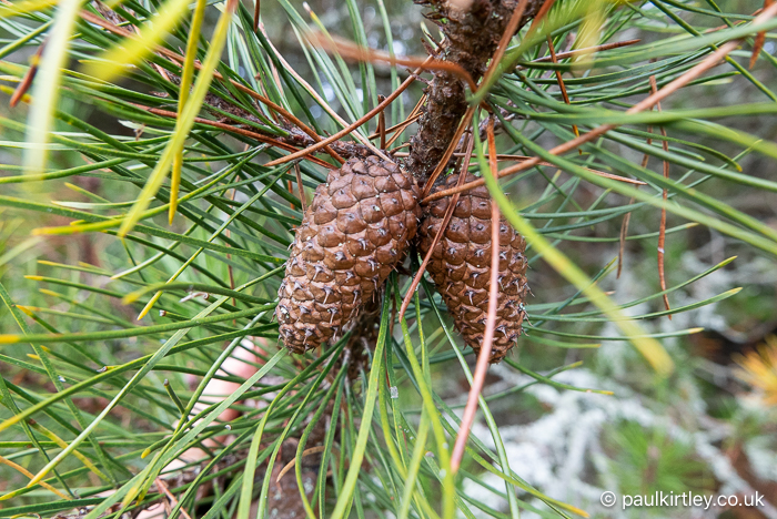 Cones of lodgepole pine, Pinus contorta, displaying a noticeable prickle on the cone scales